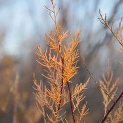 2016-12-10 Bordeaux/Cap Ferret/DSC_0290.JPG